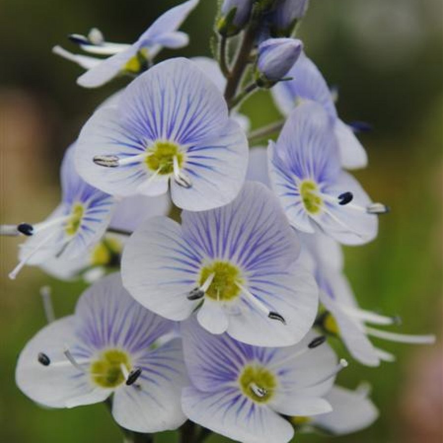 Аудармасы бар үлкен мүшесі порно Порно саят апаран